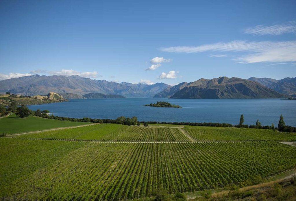 Overhead view of a vineyard next to a lake